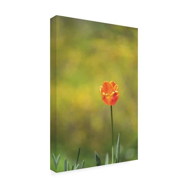 Kurt Shaffer Photographs 'A Bright Tulip' Canvas Art,22x32